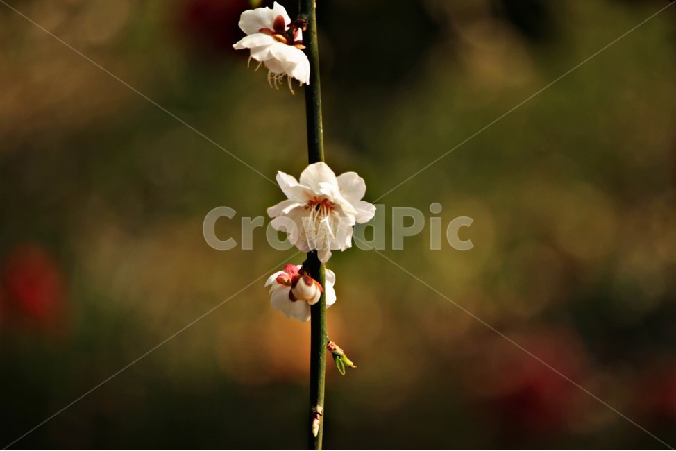 벚꽃,봄,자연,선명한,감성,봄,계절,spring,season,식물,자연,plants,nature,꽃,flower,plant,blossom