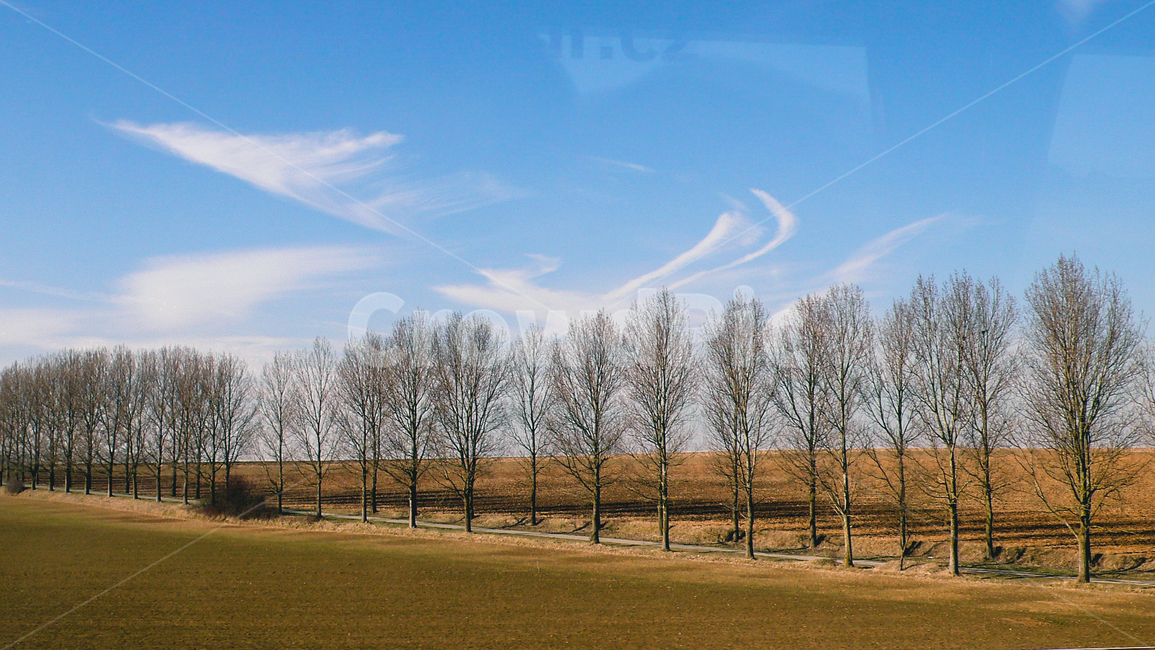 가로수,나무,하늘,흙길,구름,plant,tree,자연,풍경,nature,landscape