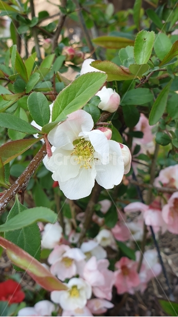 명자나무,산당화,하얀꽃,흰꽃,흰색꽃,꽃,플라워,flower,dicentra,식물,plants,nature,야생화,봄,계절,spring,season,자연,봄꽃,며늘치,백그라운드,가지,배경화면,감성,숲,생화,바탕화면,꽃잎