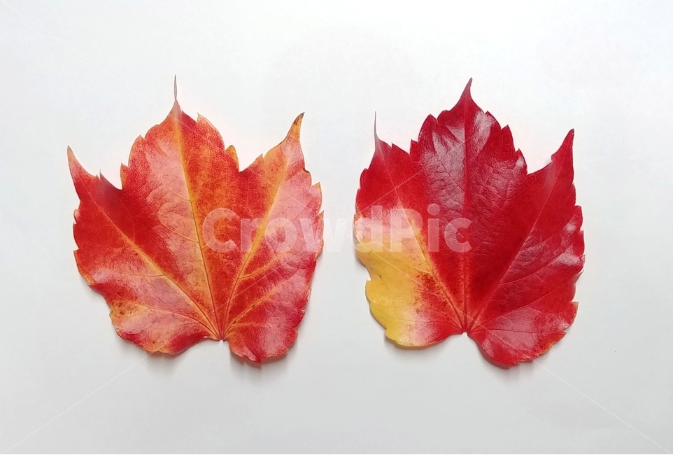 단풍잎,가을,빨강,식물,낙엽,나뭇잎,leaf,fall,autumn