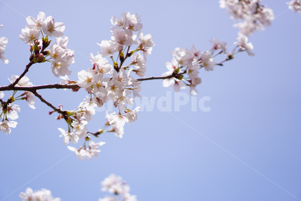 꽃,하늘,분홍,봄,벚꽃,봄,계절,spring,season,식물,자연,plants,nature,꽃,flower,plant,blossom