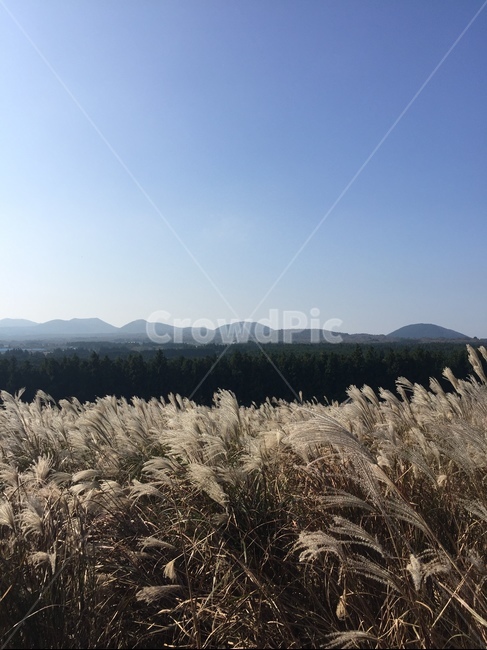 갈대,갈대밭,억새,억새밭,가을풍경,가을,풍경,언덕,배경