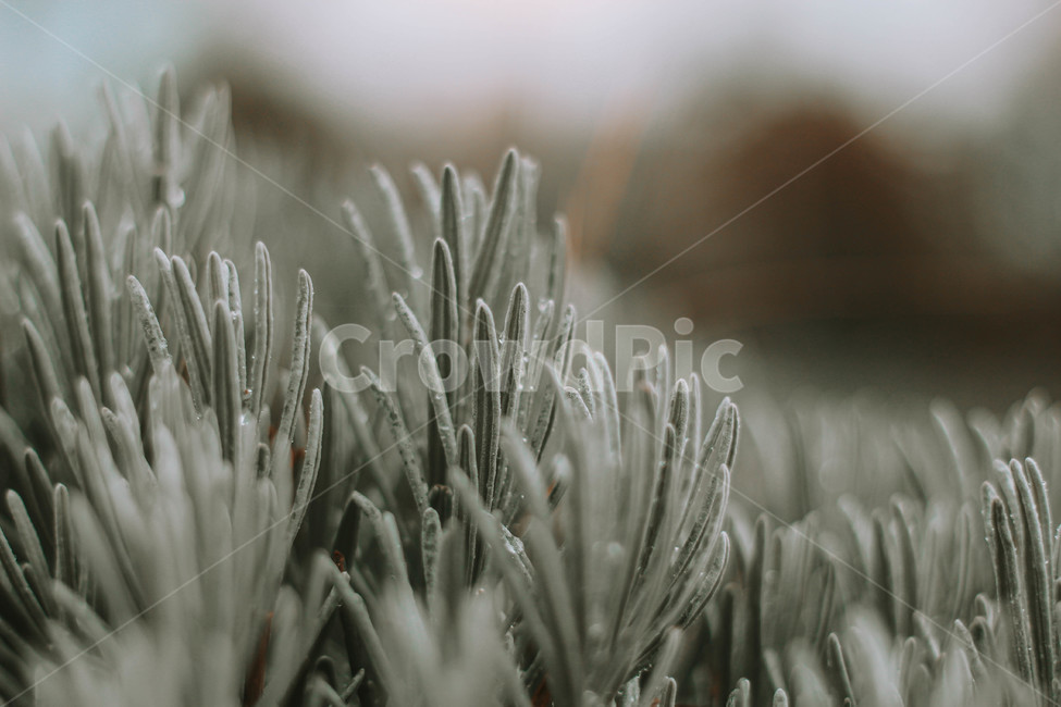 nature,자연,outdoors,rosemary,로즈마리