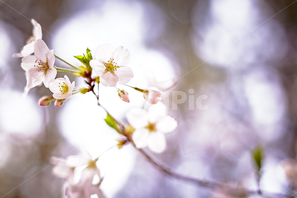 봄꽃,꽃,벚꽃,벛꽃,나무,봄,개화,벚꽃나무,봄,계절,spring,season,식물,자연,plants,nature,꽃,flower,plant