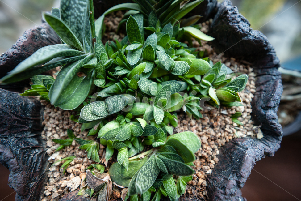 식물,창가,빛,다육식물,botanical,plant,식물,자연,plants,nature
