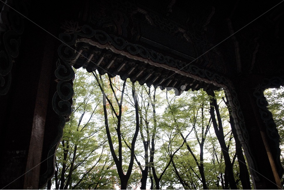 한옥,정자,하늘,풍경,나무,감성,그림자,초록