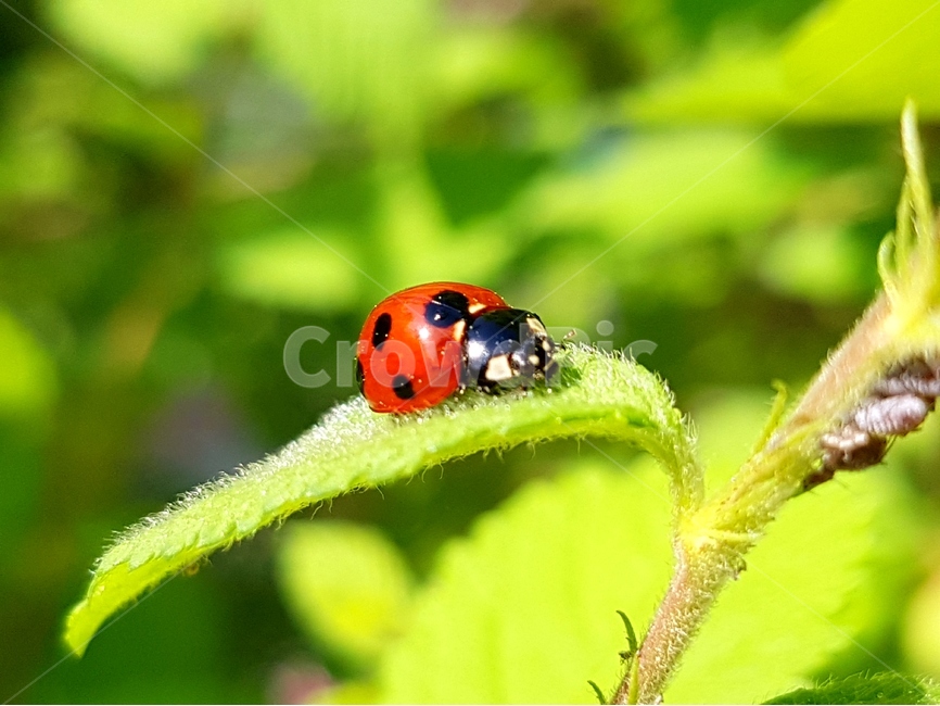 무당벌레,곤충,칠성무당벌레,딱정벌레,해충,익충,Ladybug,동물,animal,곤충,벌레,insect,bug