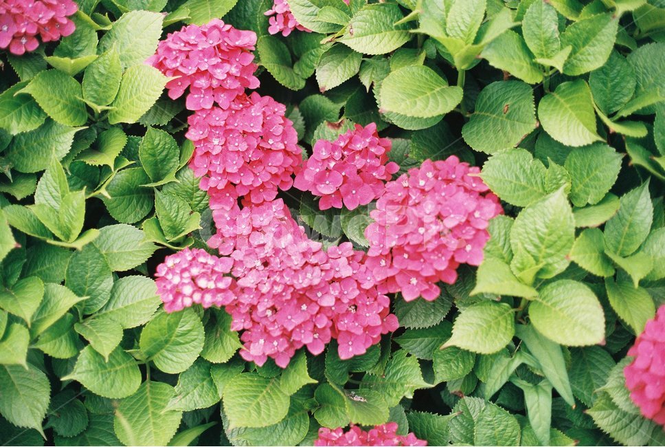 제주,꽃,수국,5월의제주,필름,필름사진,jeju,flower,hydrangea,may,film,blossom