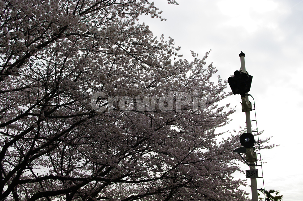 벚꽃,나무,신호등,하늘,구름,봄,꽃,봄,계절,spring,season,자연,풍경,nature,landscape,plant,식물