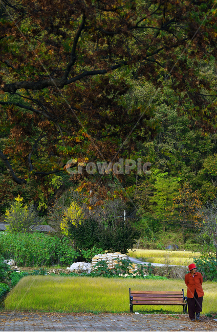 가을,노인,벤취,깊어감,기다림,자연,풍경,nature,landscape,사람,인물,인간,human,person,여성,여자,woman,female,lady,노인,어르신,old man, senior citizen,bench,벤치,plant,식물