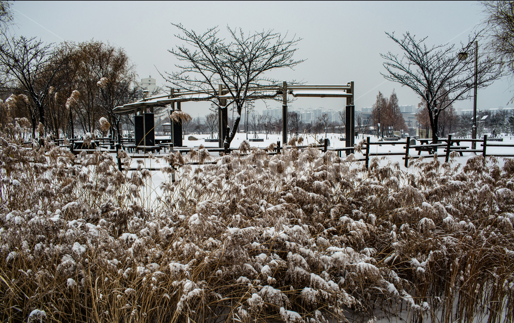 눈발,흰눈,백설,겨울풍경,눈길,겨울,계절,winter,season,도시,풍경,city,landscape,한국도시풍경,한국도시경관,korea cityscape,plant,식물,grass,잔디