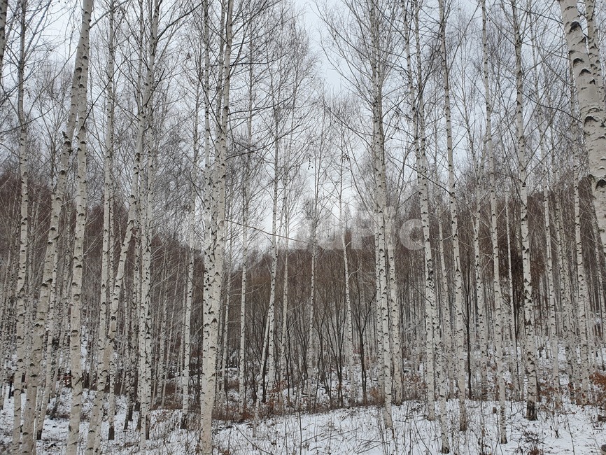 인제,인제자작나무숲,자작나무숲,나무숲,나무,plant,식물,nature,woodland,옥외,outdoors,삼림지,forest,vegetation