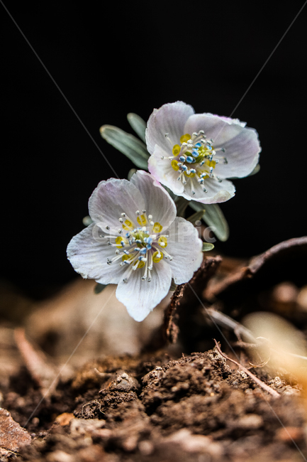 야생화,바람꽃,꽃,식물,봄,flower,plant,식물,자연,plants,nature,꽃,flower