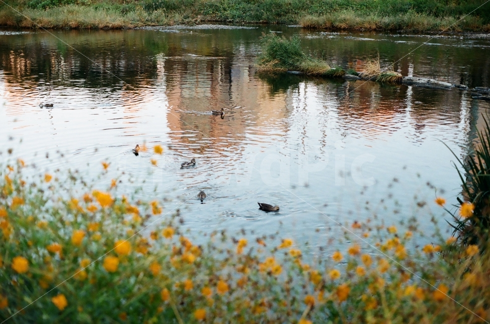신천,대구신천,오리,대구,필름사진,자연,풍경,nature,landscape,동물,animal,조류,새,birds,water,물,outdoors,옥외,land,땅