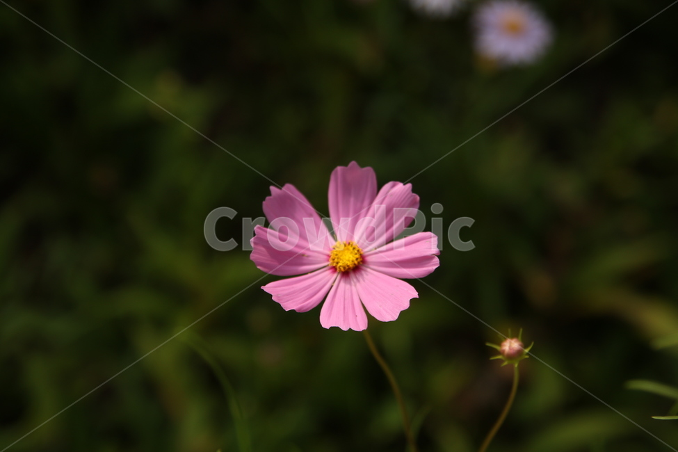 꽃,코스모스,가을꽃,가을,분홍색