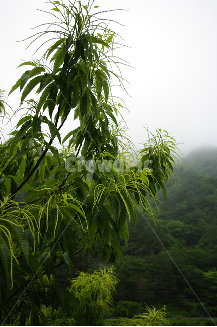 밤나무,나무,식물,plamt,밤꽃,식물,자연,plants,nature