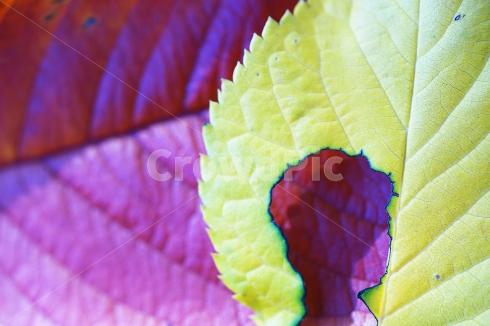 단풍잎,단풍,단풍나뭇잎,나무,가을,가을,계절,fall,autumn,season,veins,정맥,plant,식물,leaf,잎
