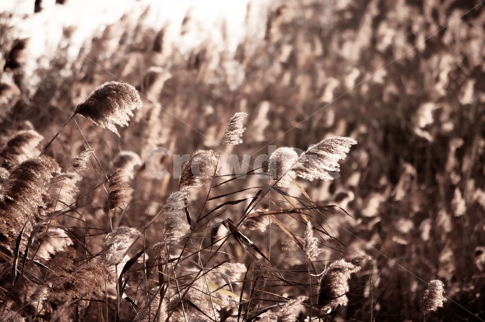 갈대,plant,식물,reed,아침,햇살,가을,계절,fall,autumn,season,식물,자연,plants,nature
