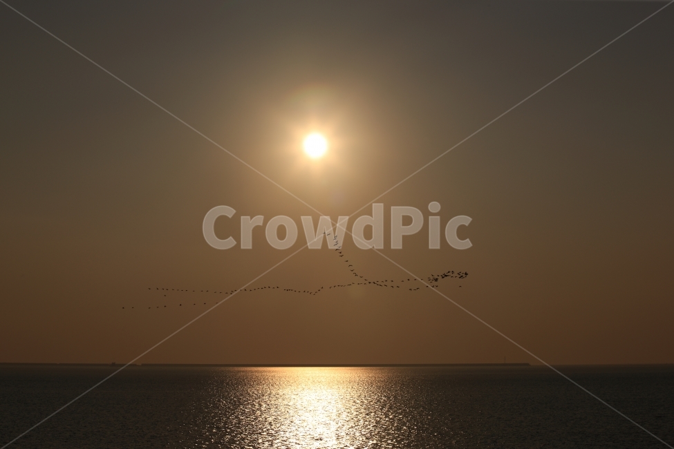 석양,일몰,하늘,바다,수평선,철새,sky,sunset,sea,자연,풍경,nature,landscape,동물,animal,조류,새,birds