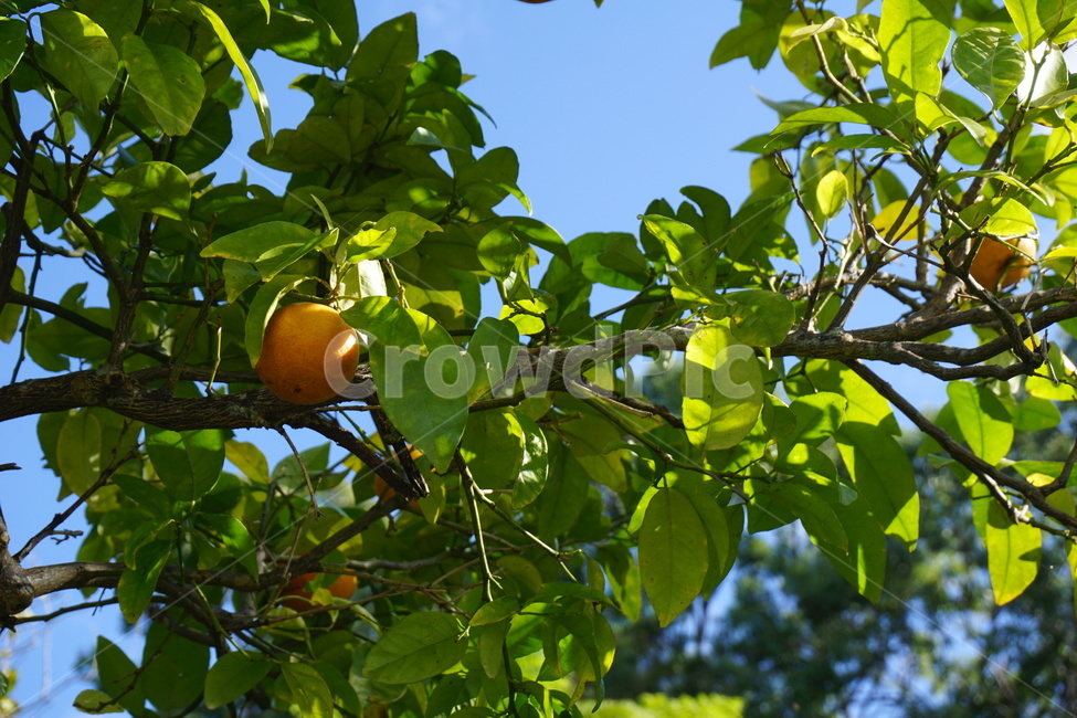 귤,귤나무,초록,파란,나무,mandarin,tree,green,blue,식물,자연,plants,nature,과일,열매,fruit
