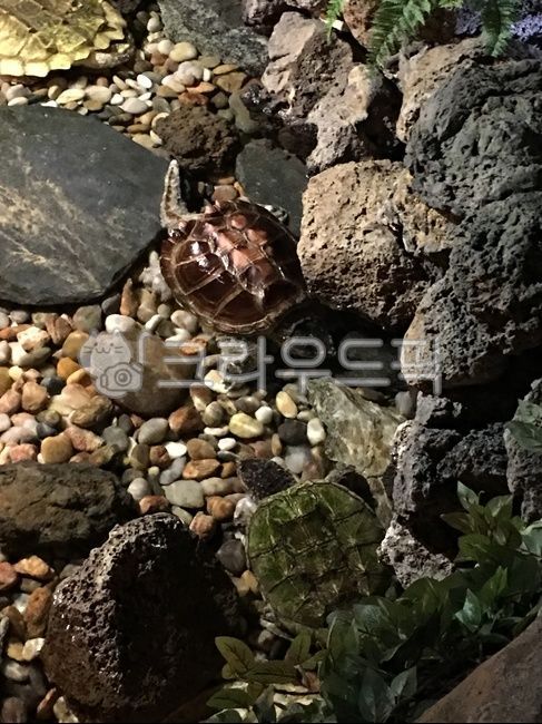 거북이,악어거북,아쿠아리움,물,동물