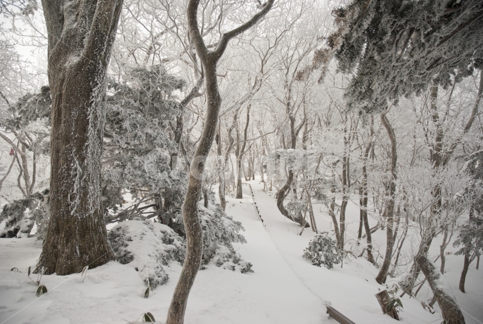 제주,한라산,제주도,자연,여행,설원,설경,눈,설산,숲,나무,풍경,숲속,산,등산,겨울,계절,겨울,계절,winter,season,자연,풍경,nature,landscape,storm,폭풍,snow,blizzard,눈보라,outdoors,옥외