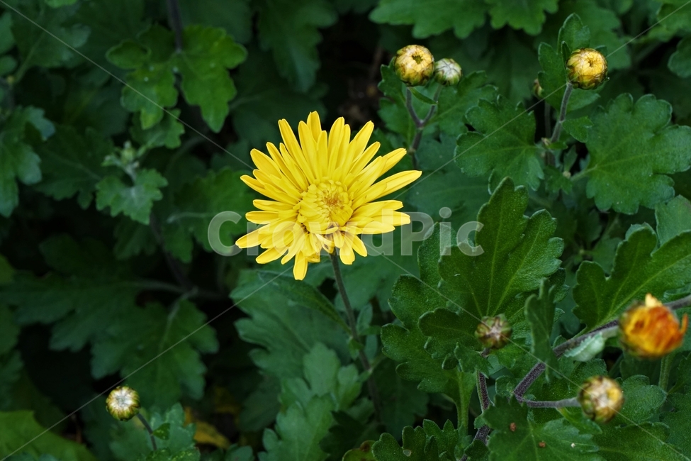 국화,노랑,가을,꽃,우아,자연,식물,연노랑,밝은노랑,진노랑,autumn,fall,flower,chrysanthemum,yellow,elegant,우아함,계절,season,floral,nobility,고귀함,향기,가을대표,식물,자연,plants,nature,꽃,flower