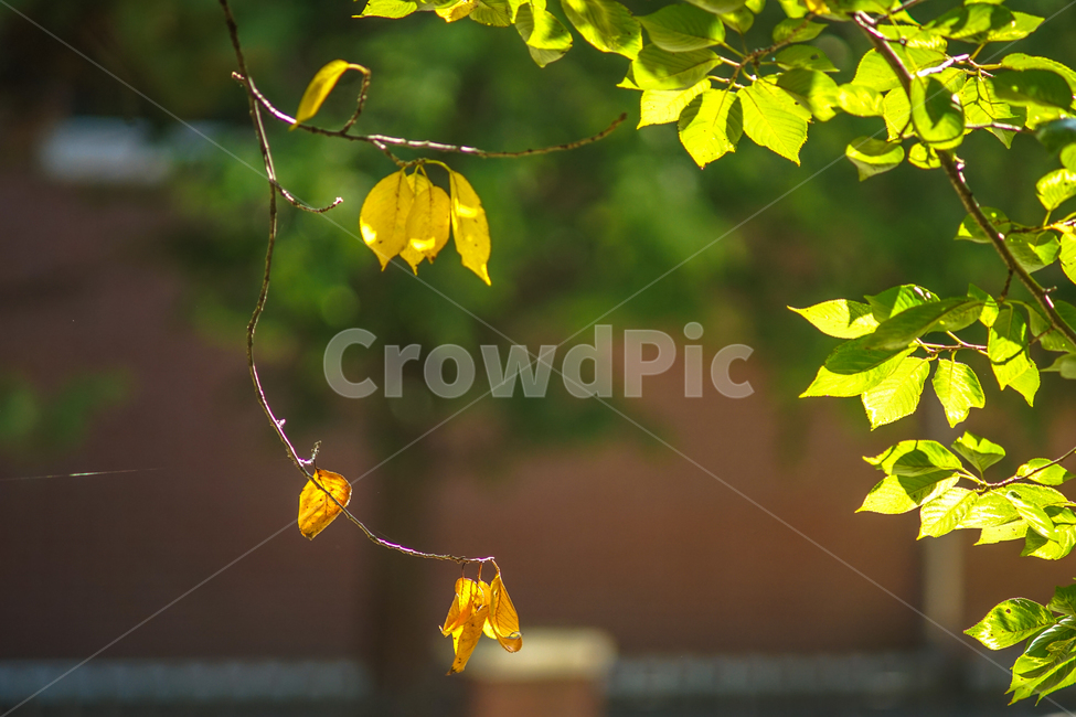 낙엽,단풍,가을,잎새,잎,나뭇잎,감성,자연,가을,계절,fall,autumn,season,식물,자연,plants,nature,plant,leaf