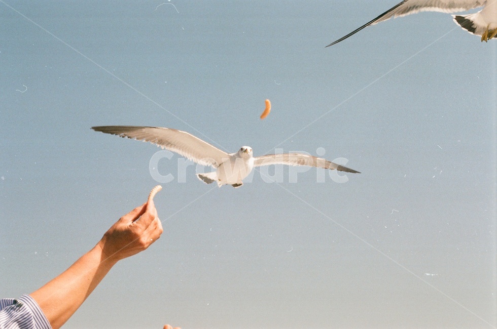 갈매기,바다,자연,과자,새,동물,animal,조류,새,birds,감성,sensible,feeling