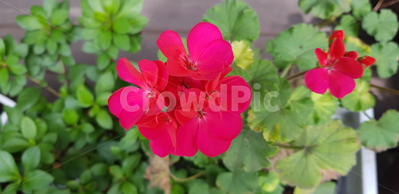 꽃,주홍,색깔,식물,잎사귀,초록,계절연두,geranium,blossom,flower,plant