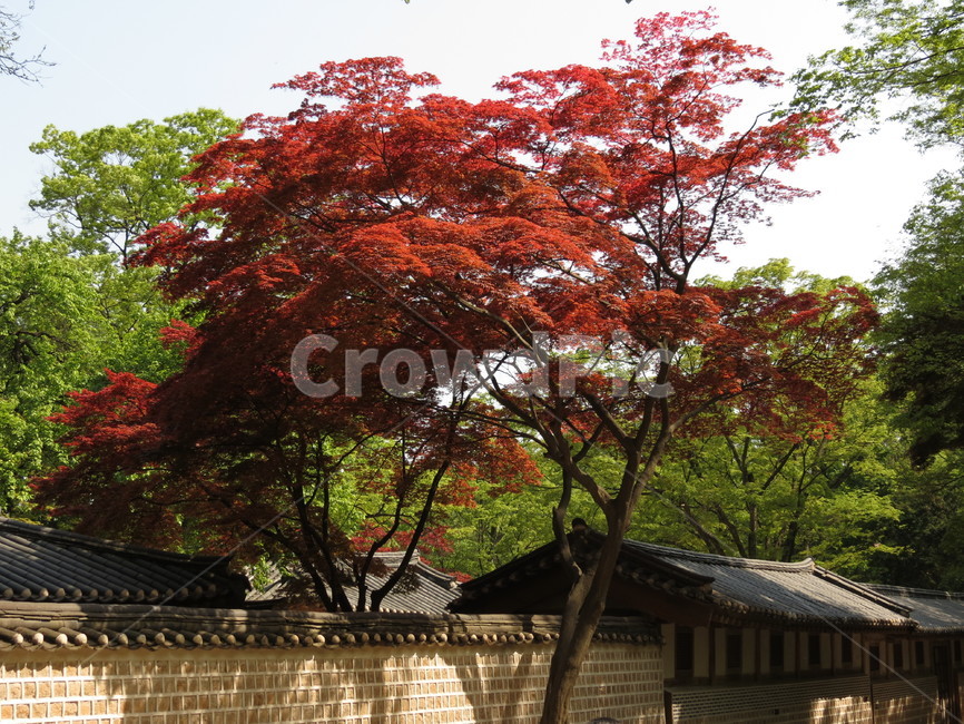 창덕궁,화원,단풍나무,붉은,나무,tree,고궁,궁궐,적단풍,홍단풍,후원