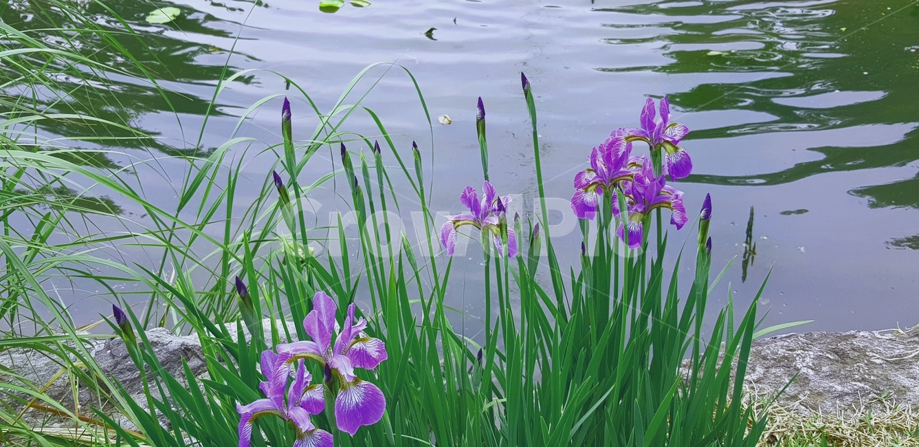 flower,꽃,아이리스,iris,식물,식물,자연,plants,nature,꽃,flower