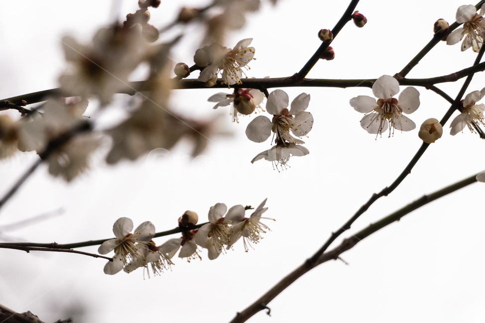 매화,매화꽃,매실꽃,백매화,흰매화,봄,계절,spring,season,식물,자연,plants,nature,꽃,flower,plant