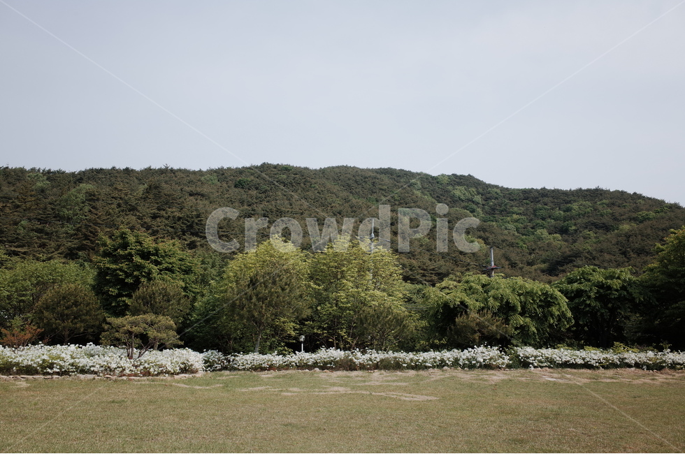 산책로,정원,서산,잔디,grass