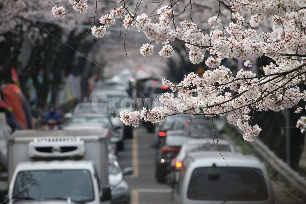 벚꽃,봄,축제,정체,꽃,봄,계절,spring,season,식물,자연,plants,nature,꽃,flower,교통,교통수단,traffic,transportation,plant,blossom,cherry blossom