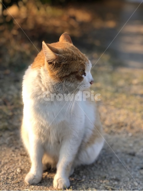 고양이,야옹이,길고양이,옆모습,냐옹,동물,빛,햇빛,고양이귀,길거리,길바닥,흙,가을,따뜻한,귀여운,새끼고양이,cat,kitty,animal,cute,pretty,동물,animal,포유류,mammal,고양이,cat,kitten,kitty