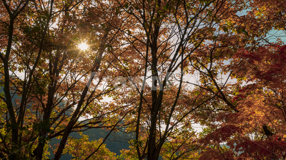 flare,플레어,식물,햇빛,빛,나무,plant,가을,단풍,산행,가을,계절,fall,autumn,season,light,tree,sunlight