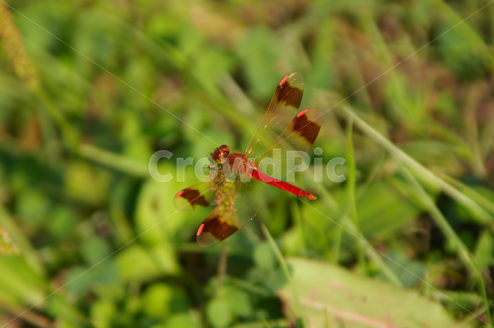 야외,곤충,식물,insect,잠자리,동물,animal,곤충,벌레,insect,bug