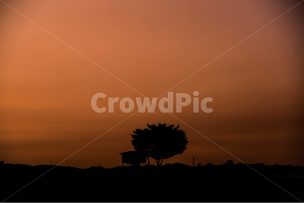 나무,자연,풍경,깔끔한,노을,자연,풍경,nature,landscape,실루엣,그림자,silhouette,shadow,outdoors,옥외,sky,하늘,dusk,황혼,sunset,일몰,red sky,붉은 하늘,dawn,새벽