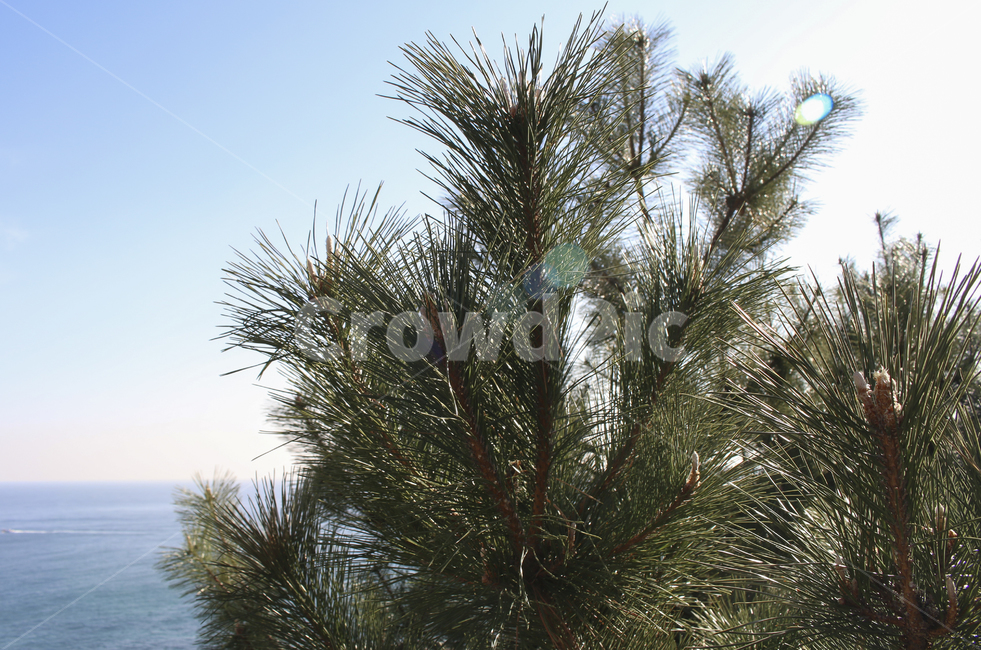 plant,식물,tree,나무,pine,소나무,leaf,잎,나뭇잎,솔잎