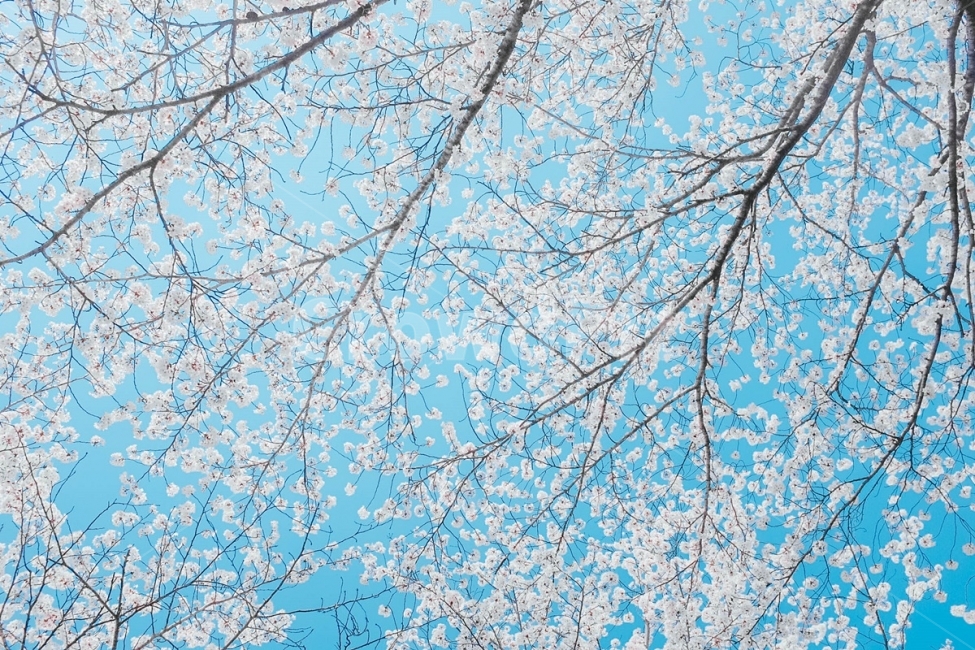 사진,컨셉,봄,벚꽃,벚꽃세상,벚꽃놀이,꽃,풍경,자연,경치,계절,따뜻한,설렘,핑크,사랑,감성사진,배경화면,화사한,거리,길,공원,하늘,파란하늘,구름,사쿠라,봄,계절,spring,season,식물,자연,plants,nature,꽃,flower,outdoors,옥외,ice,빙