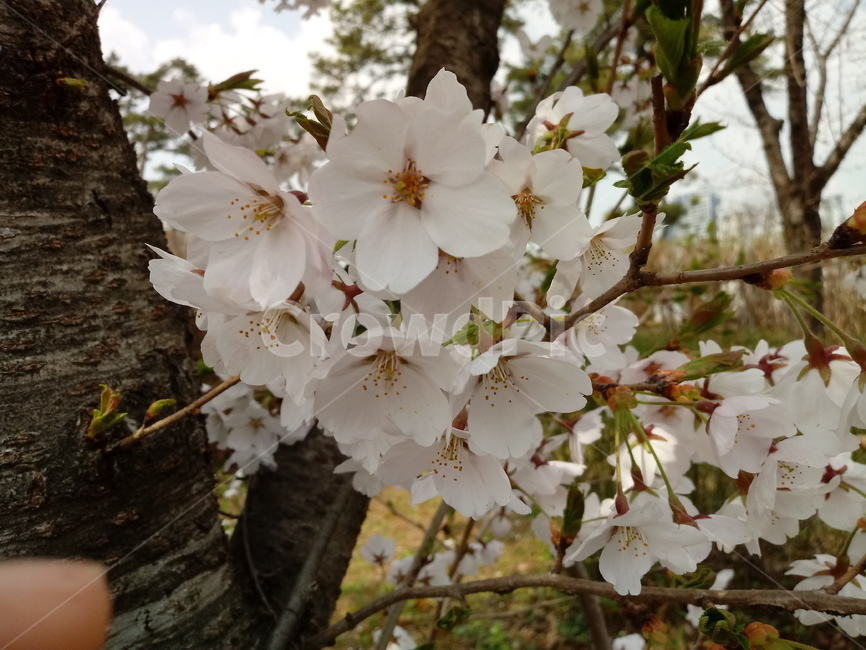 벚꽃,cherryblossom,장미과,흰색꽃,식물