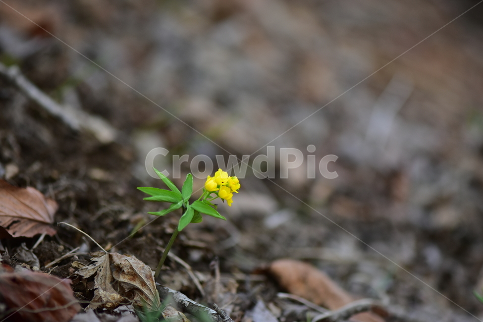 한계령풀,야생화,봄,꽃,풀꽃,자연,식물,식생,plants,nature,spring,season,flower
