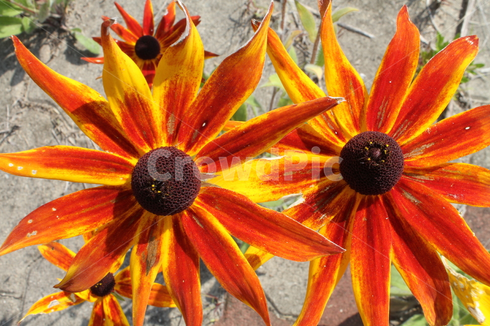 루드베키아,원추천인국,꽃,식물,야생화,Coneflower,식물,자연,plants,nature,꽃,flower