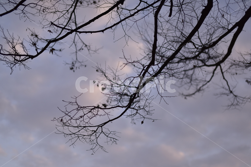 tree,나무,plant,식물,그림자,shadow,하늘,나뭇가지,landscape