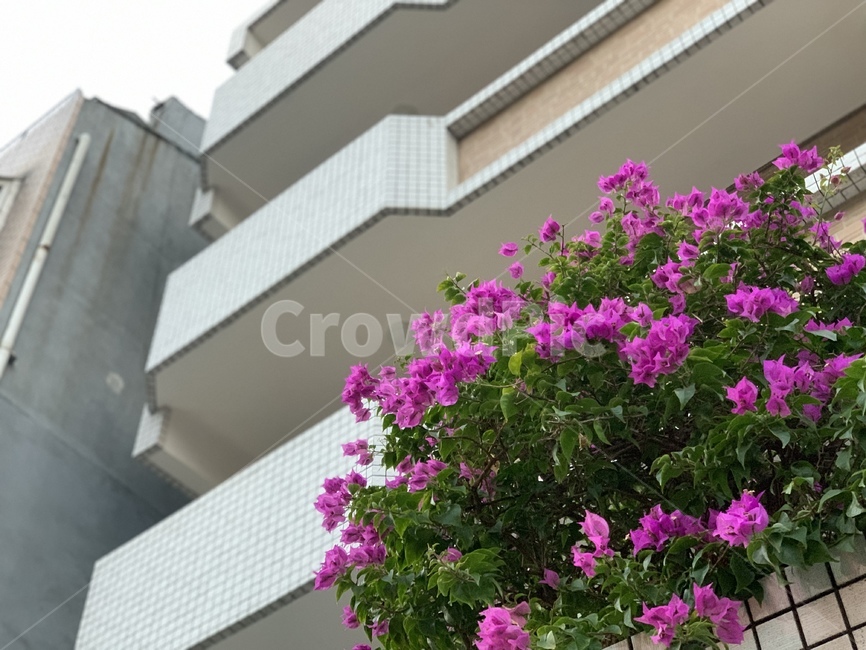 flower,꽃,blossom,plant,식물,집,house,아파트,apartment,pinkflower