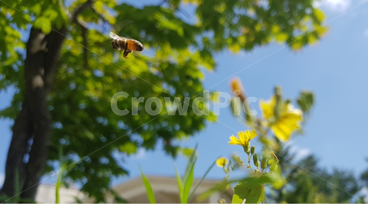 자연,벌,풍경,꽃,곤충,식물,자연,plants,nature,꽃,flower,동물,animal,곤충,벌레,insect,bug