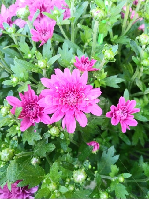 국화,plant,식물,flower,꽃,식물,자연,plants,nature,꽃,flower