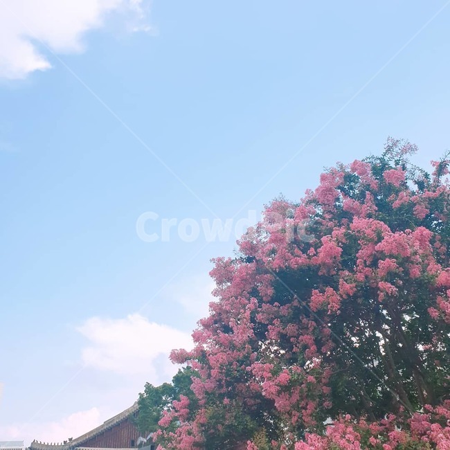 plant,식물,blossom,flower,꽃,배경,background,분홍색,pink,sky,하늘,예쁜하늘,꽃나무