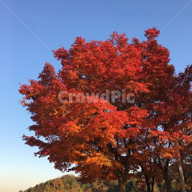 단풍,나무,식물,가을,풍경,가을,계절,fall,autumn,season,식물,자연,plants,nature,나무,trees,wood,tree,plant,leaf,잎,maple
